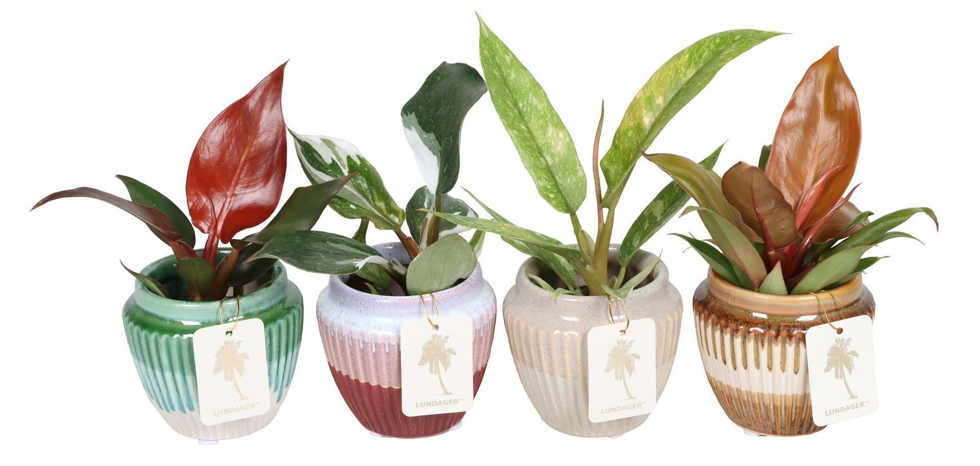 L 67365 with Philodendron Mix 6 cm, D 6