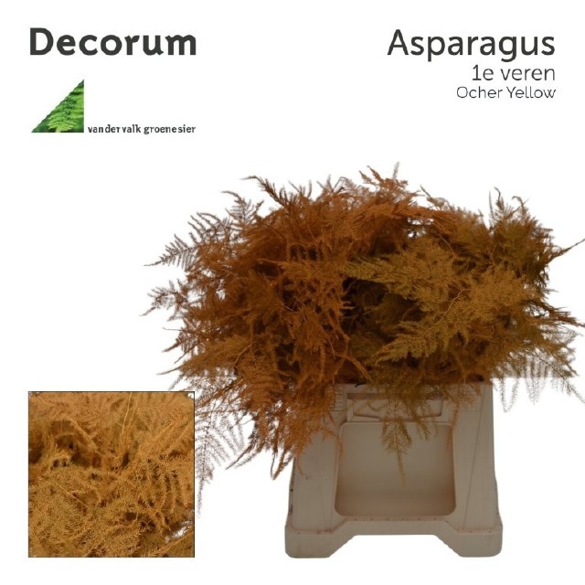 Аспарагус Овериг Крашеный (краш. ) 45, шт.