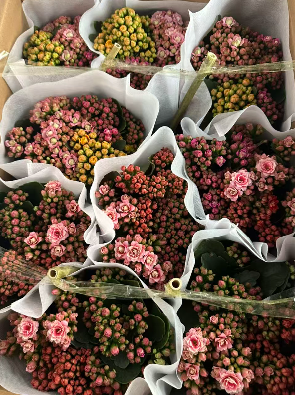 каланчо 150 потс оф триколор дабл петалс 16 30