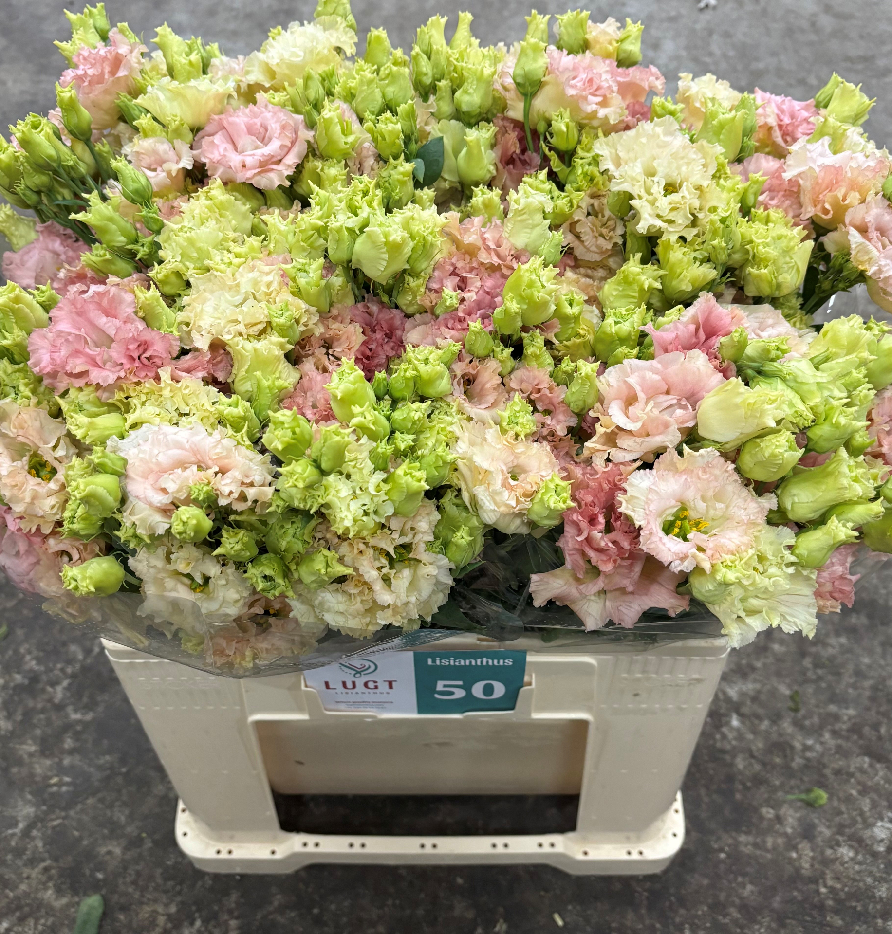 Эустома Алисса Шампань 65 (светло-роз.), шт.