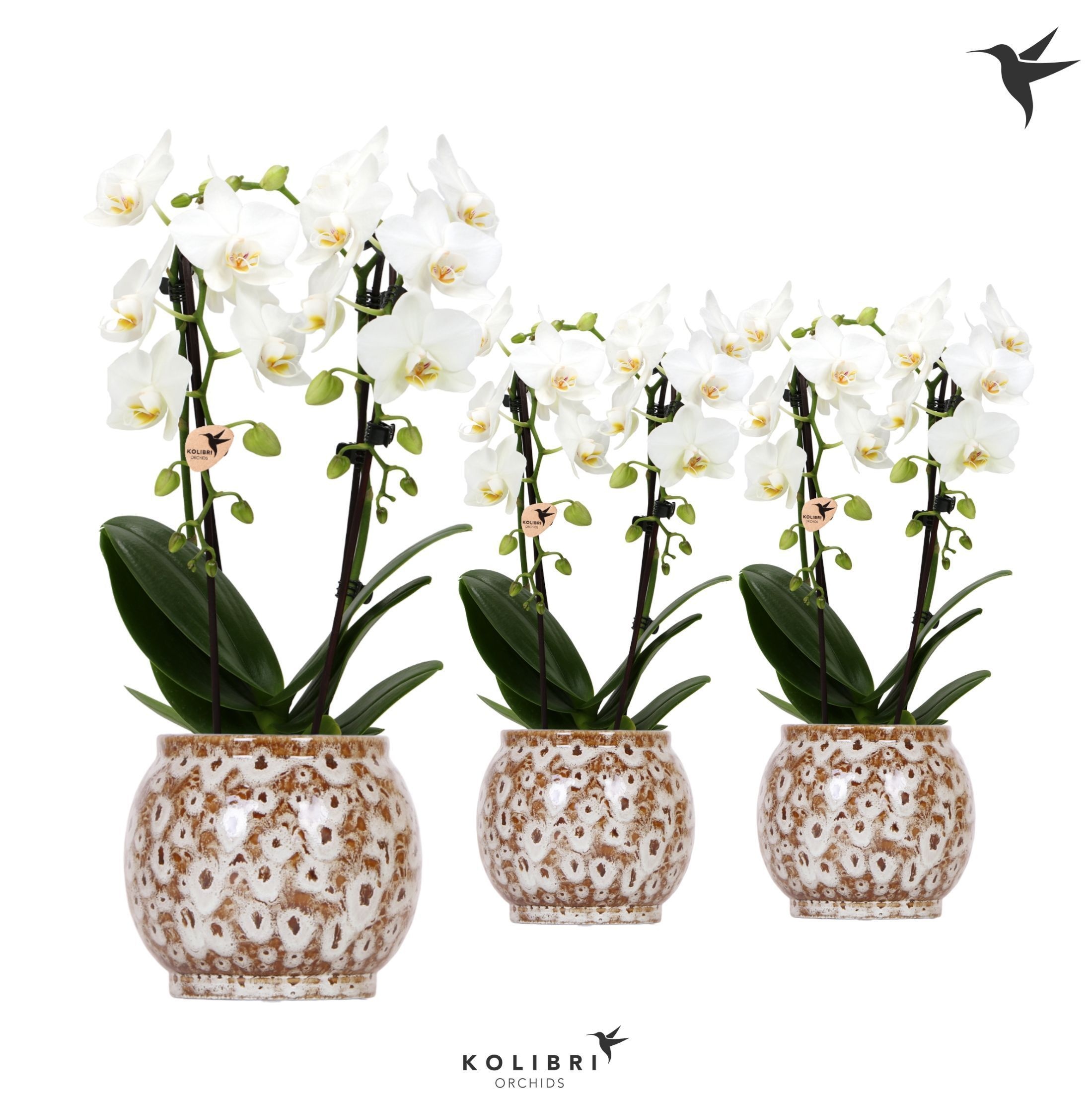 Kolibri Orchids Niagara fall white 2 spike in Safari pot, D 9