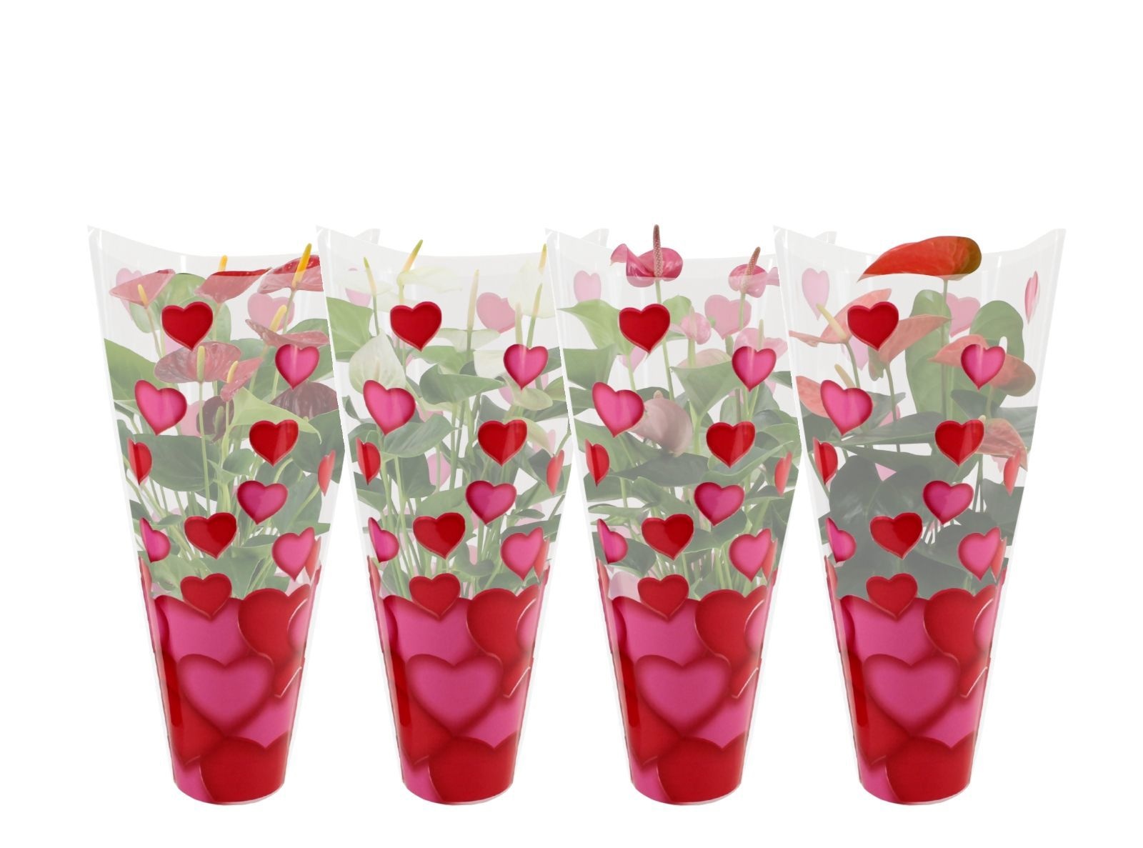 Anthurium 14 cm 4 color mix in heart sleeve Lilly, D 14