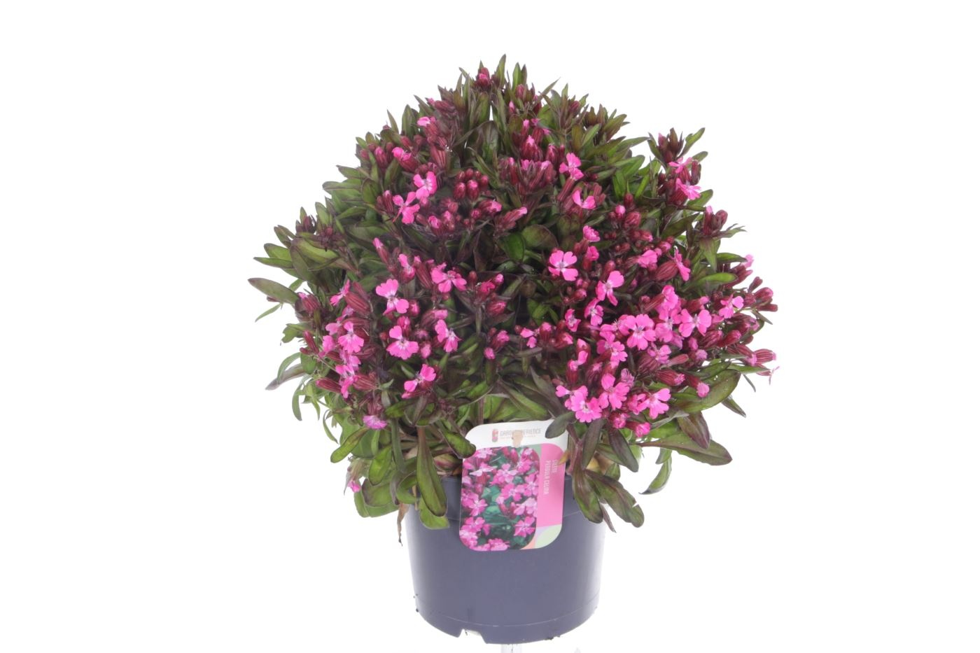 Silene pendula Celina, D 17