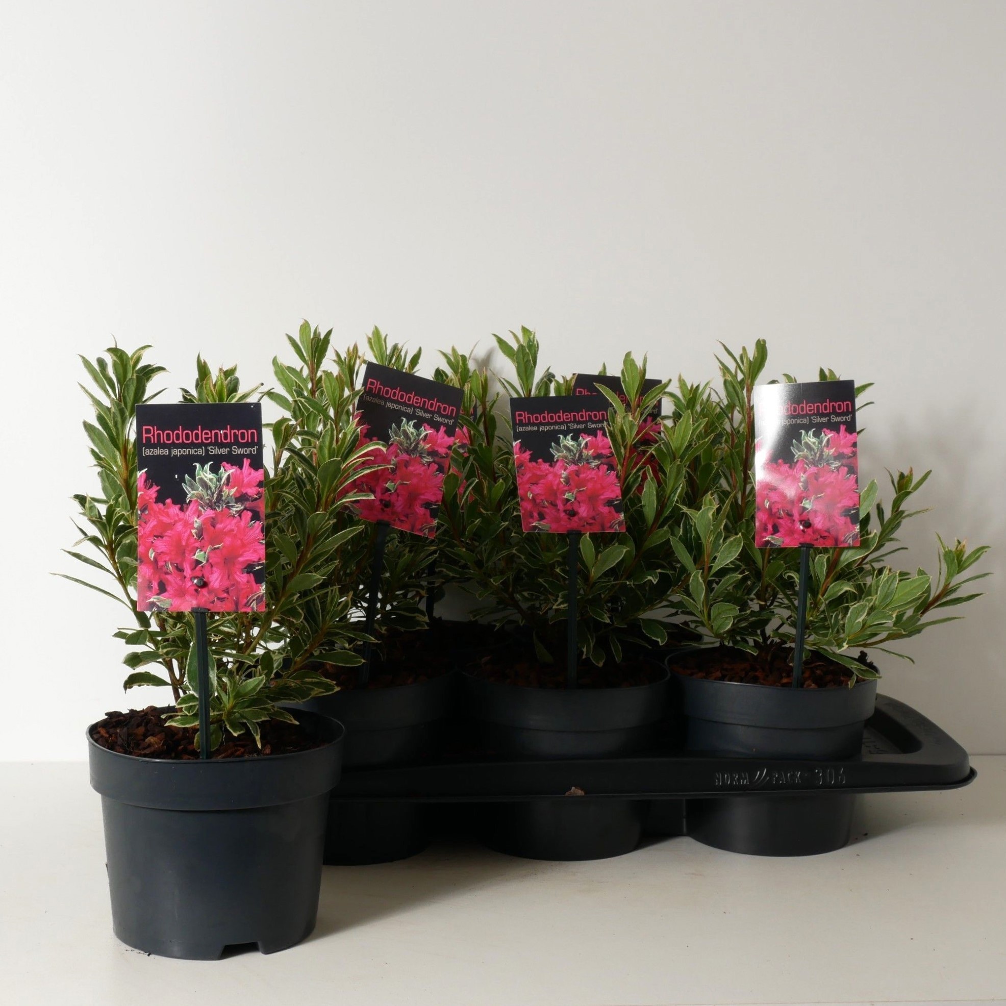 Rhododendron (AJ) 'Silver Sword' P17, D 17 cm Rhododendron (AJ) 'Silver Sword' P17, D 17 cm