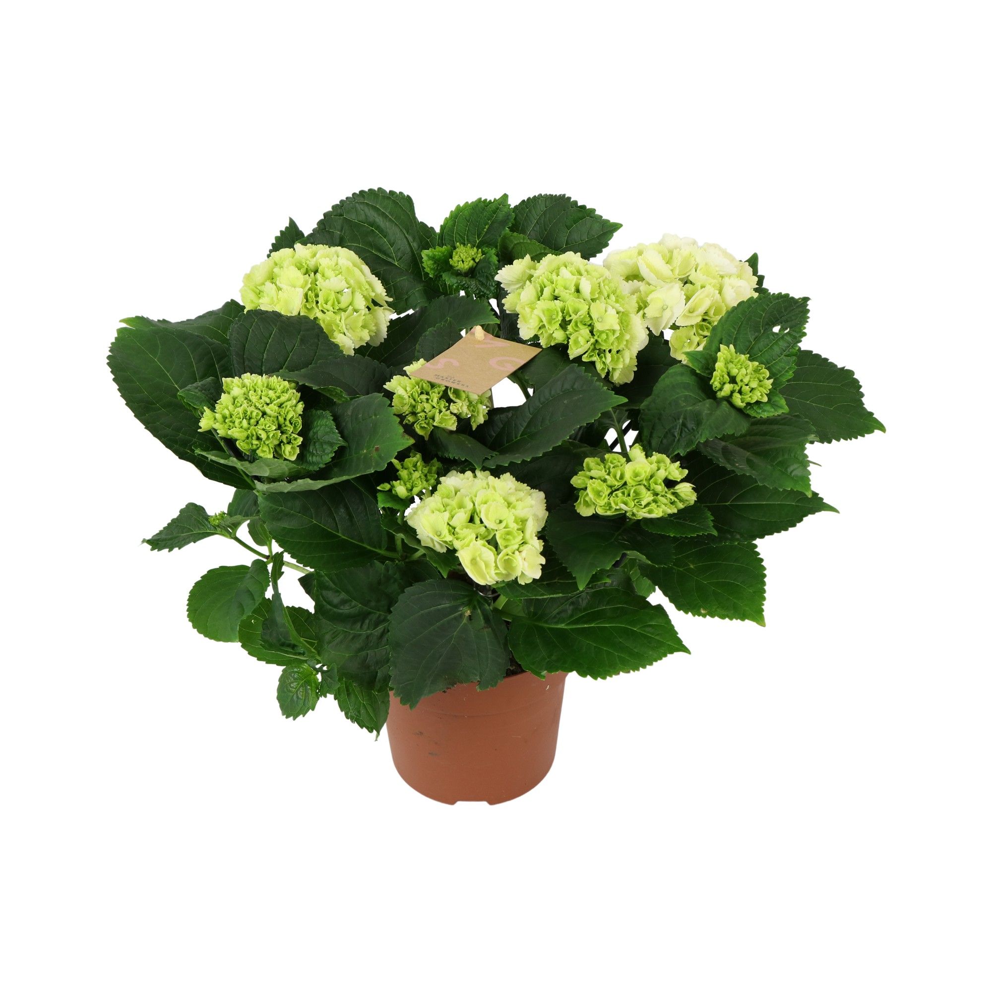 Hydrangea white 5/6 flowers, D 14