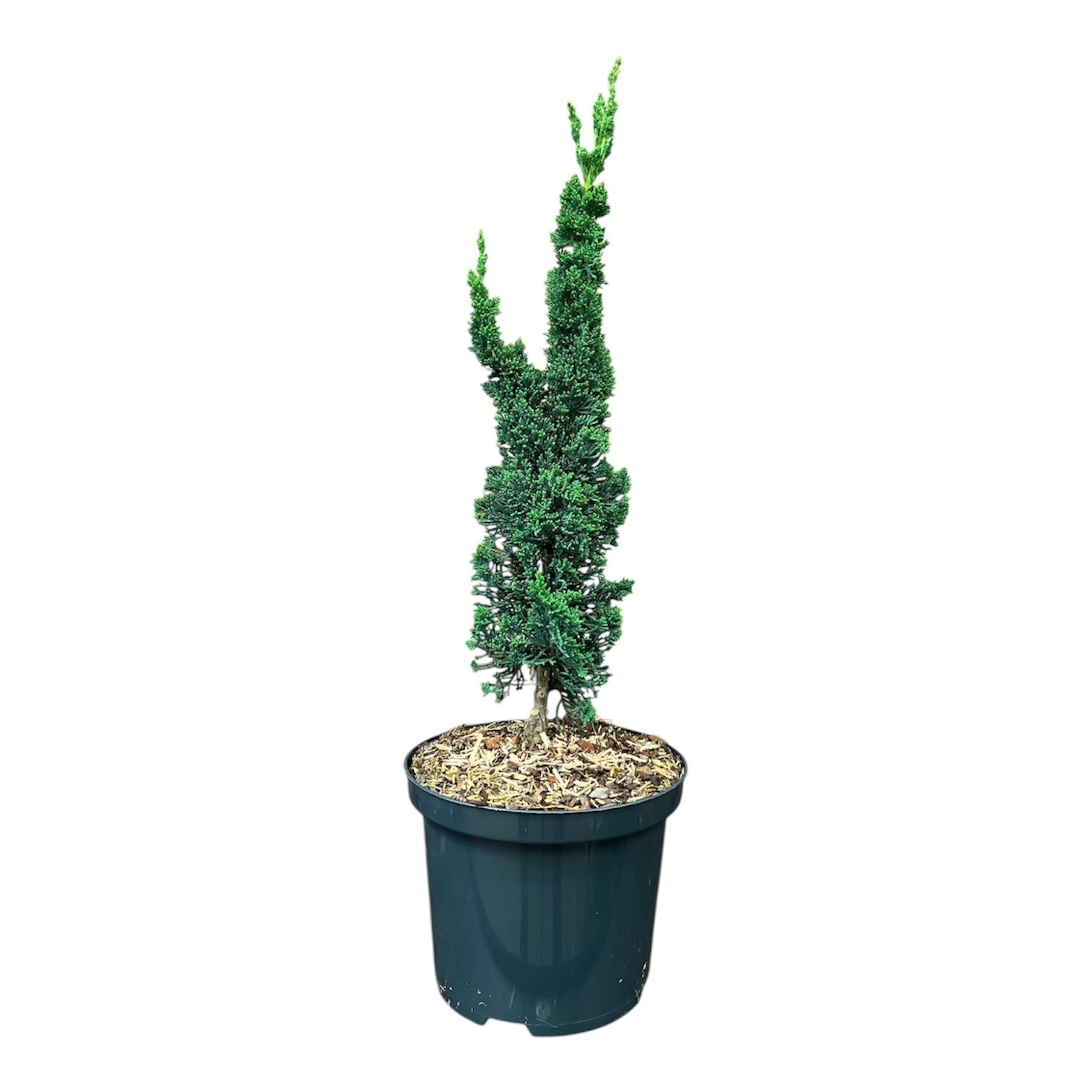 Chamaecyparis lawsoniana 'Wissel's Saguaro', D 18