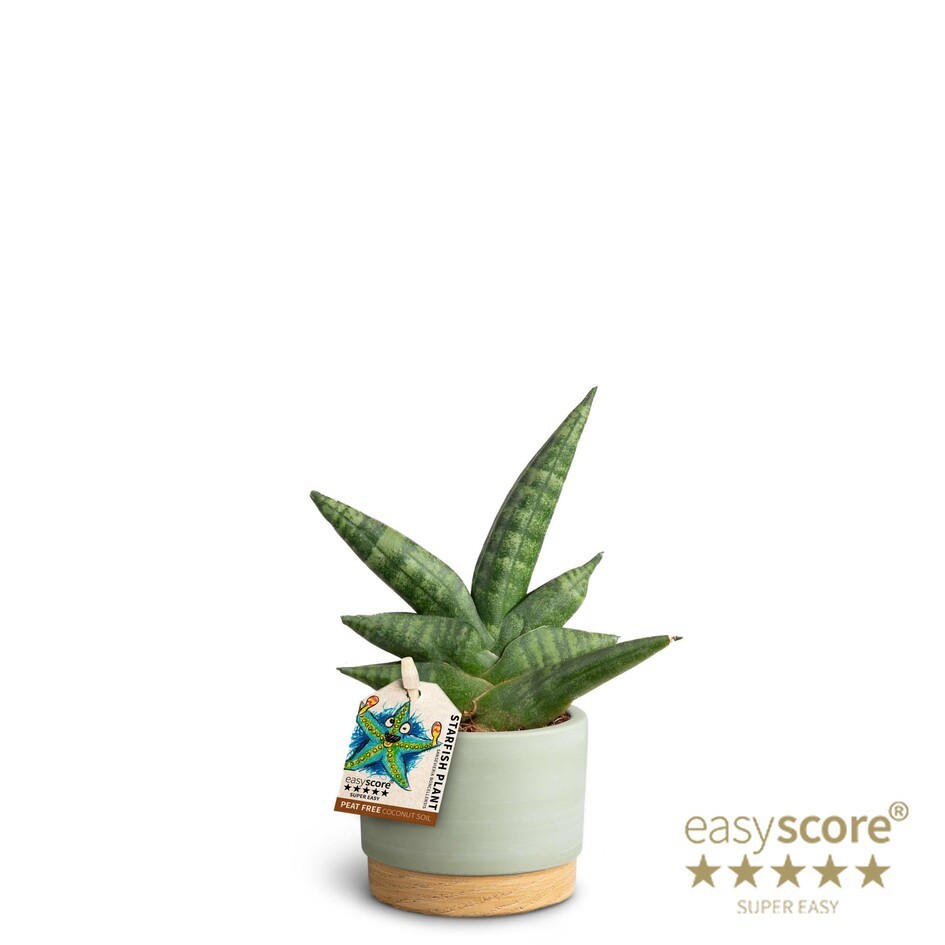 Woodbase Green, Sansevieria ´Boncellensis´, D 7 cm