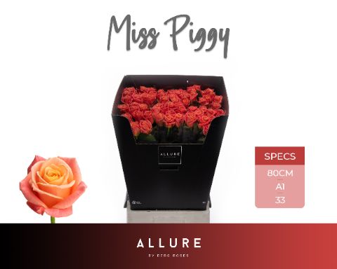Роза од. Мисс Пигги+ 80, шт. Роза од. Мисс Пигги+ 80, шт.