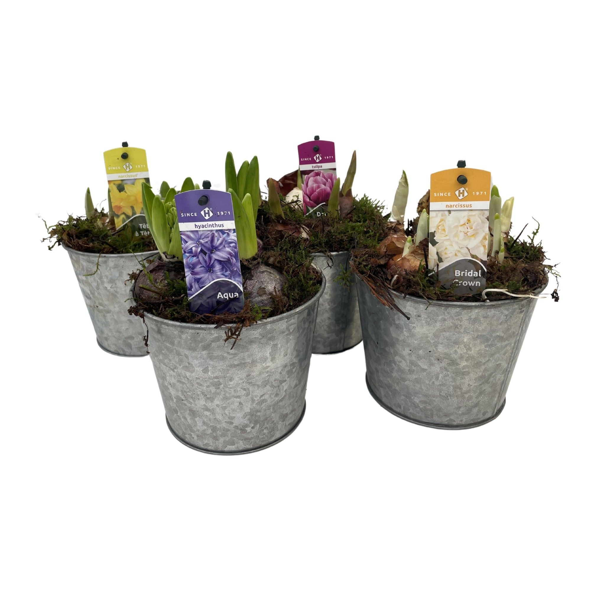 Zink pot bolmix met mos, D 13