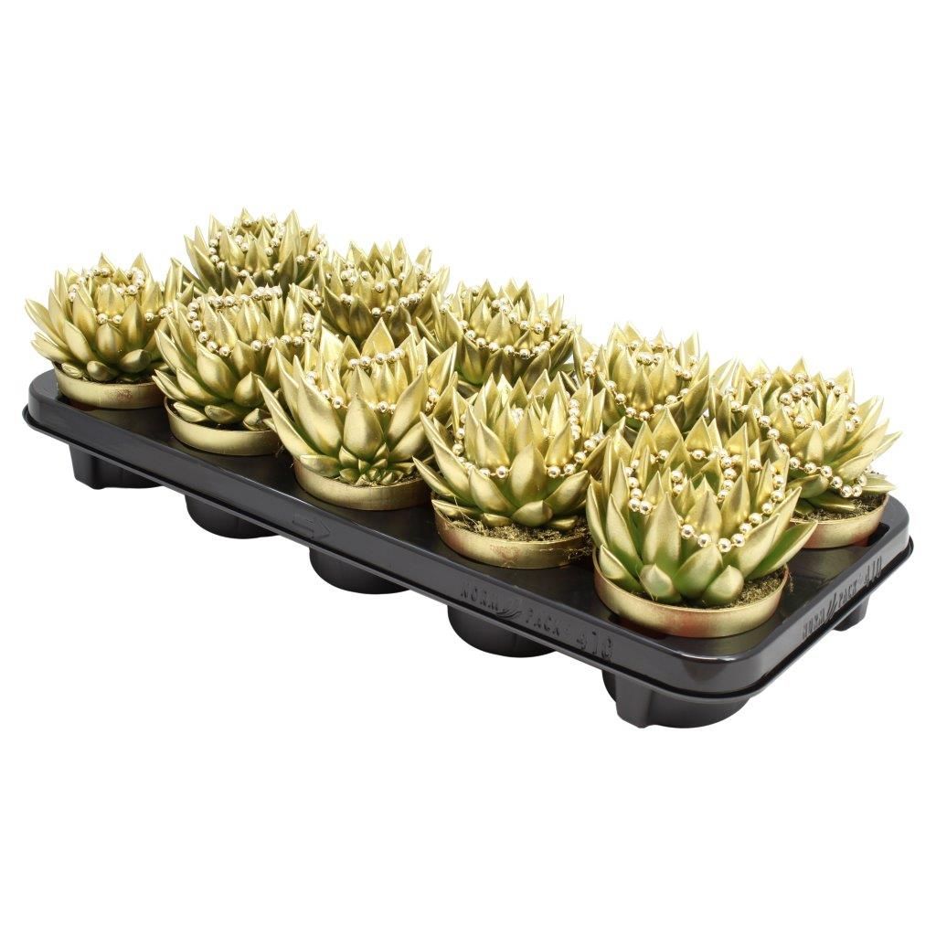 Miranda coloured gold + chain, D 10,5