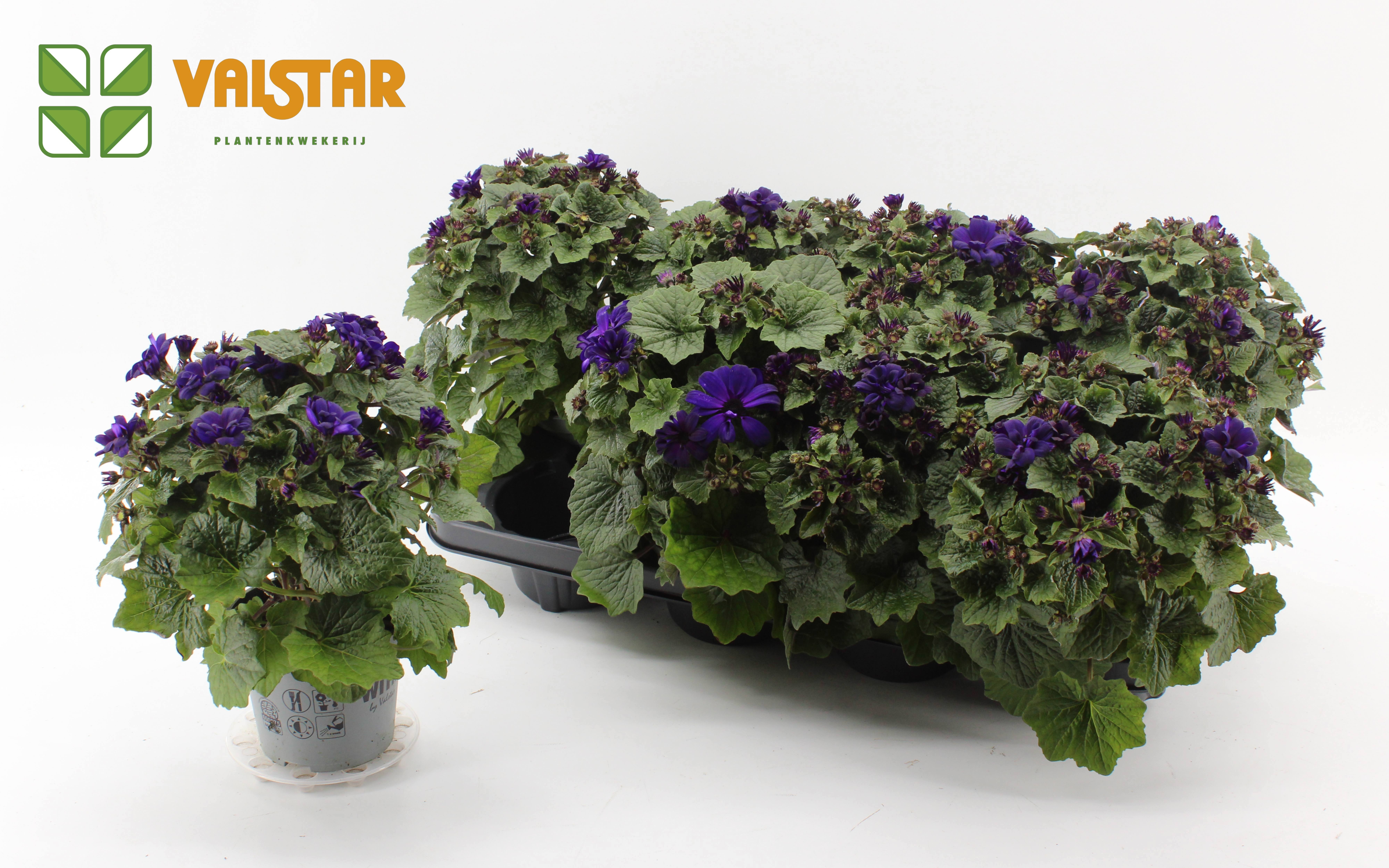 Pericallis Mandala Senetti Purple heart 12 cm, D 12