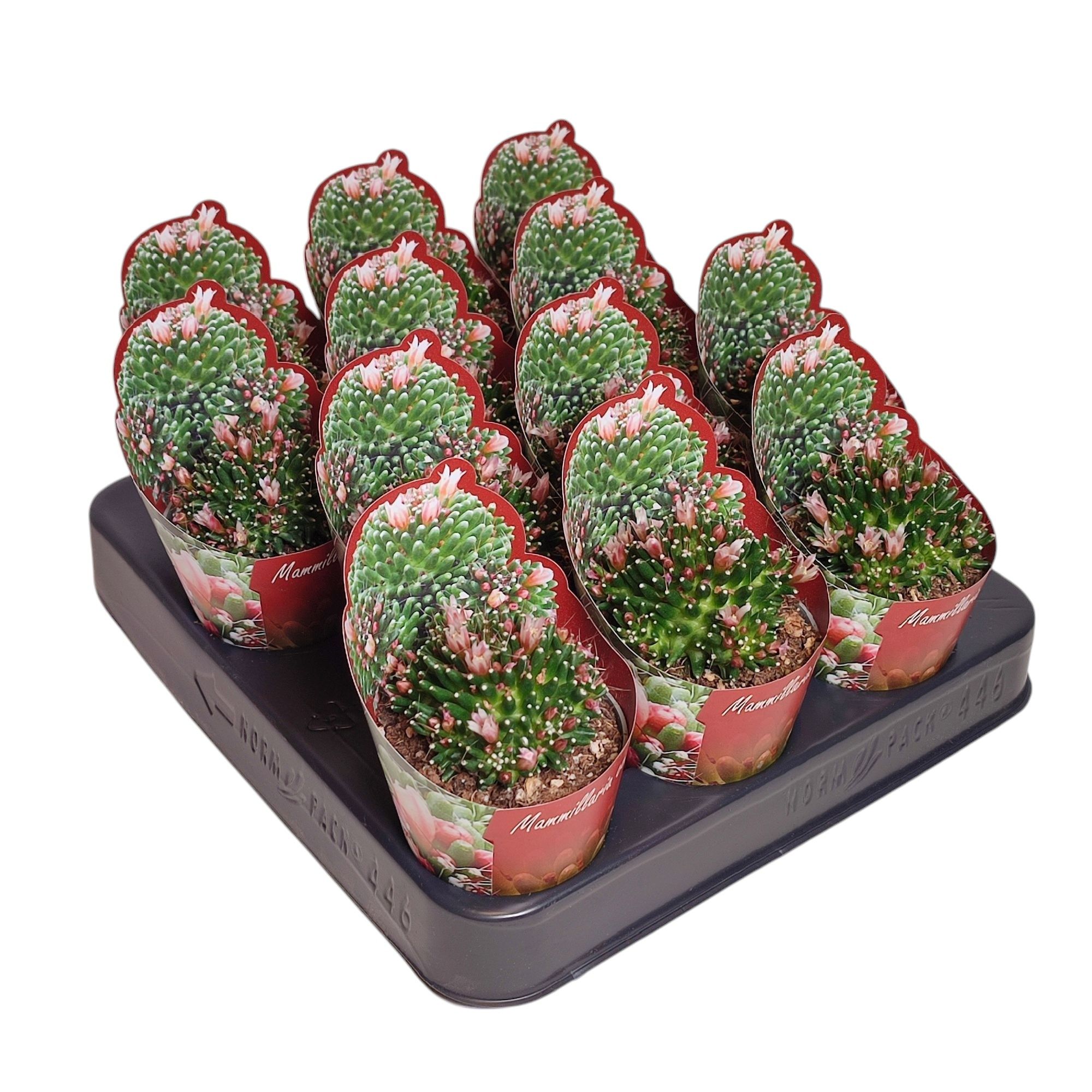 MAMMILLARIA CV. CATERPINCY - POT Ø 6,5 SHAPED POT COVER (CACTUS), D 6,5