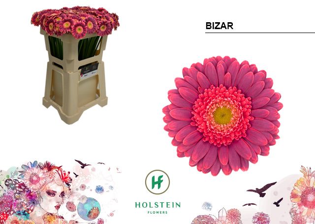 Гермини Бизар, шт.