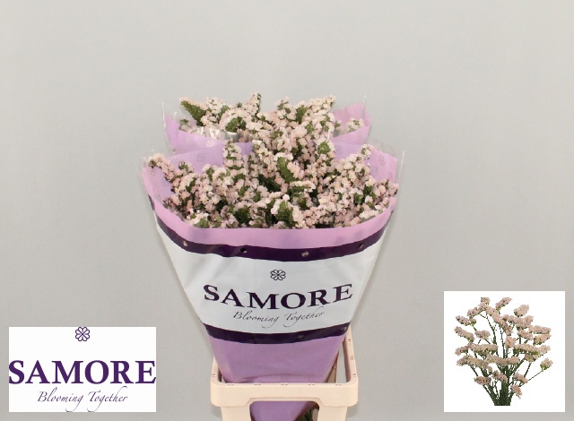 Статица Априкот Сан Бердс 80 (сальм.), шт.