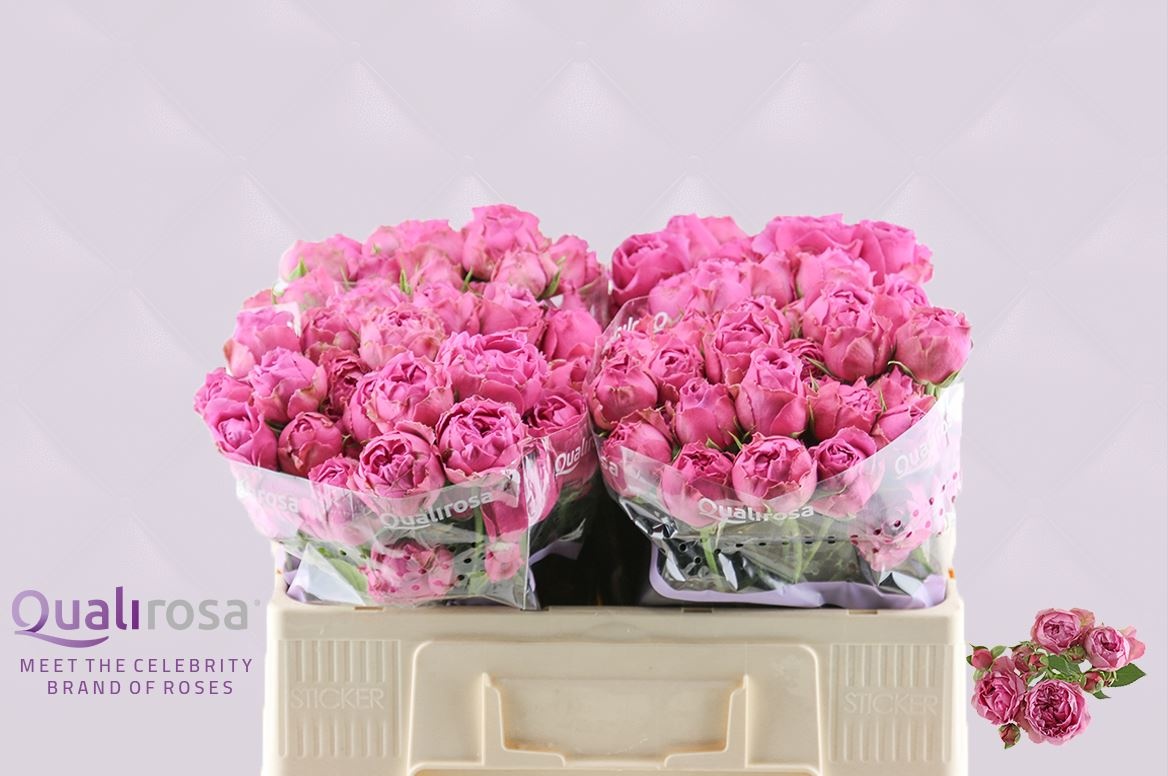 Роза куст. Мисти Баблз 50, шт. Роза куст. Мисти Баблз 50, шт.