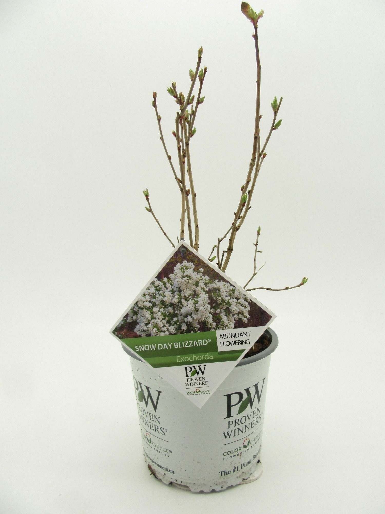 Exochorda Snowday Blizzard, D 19