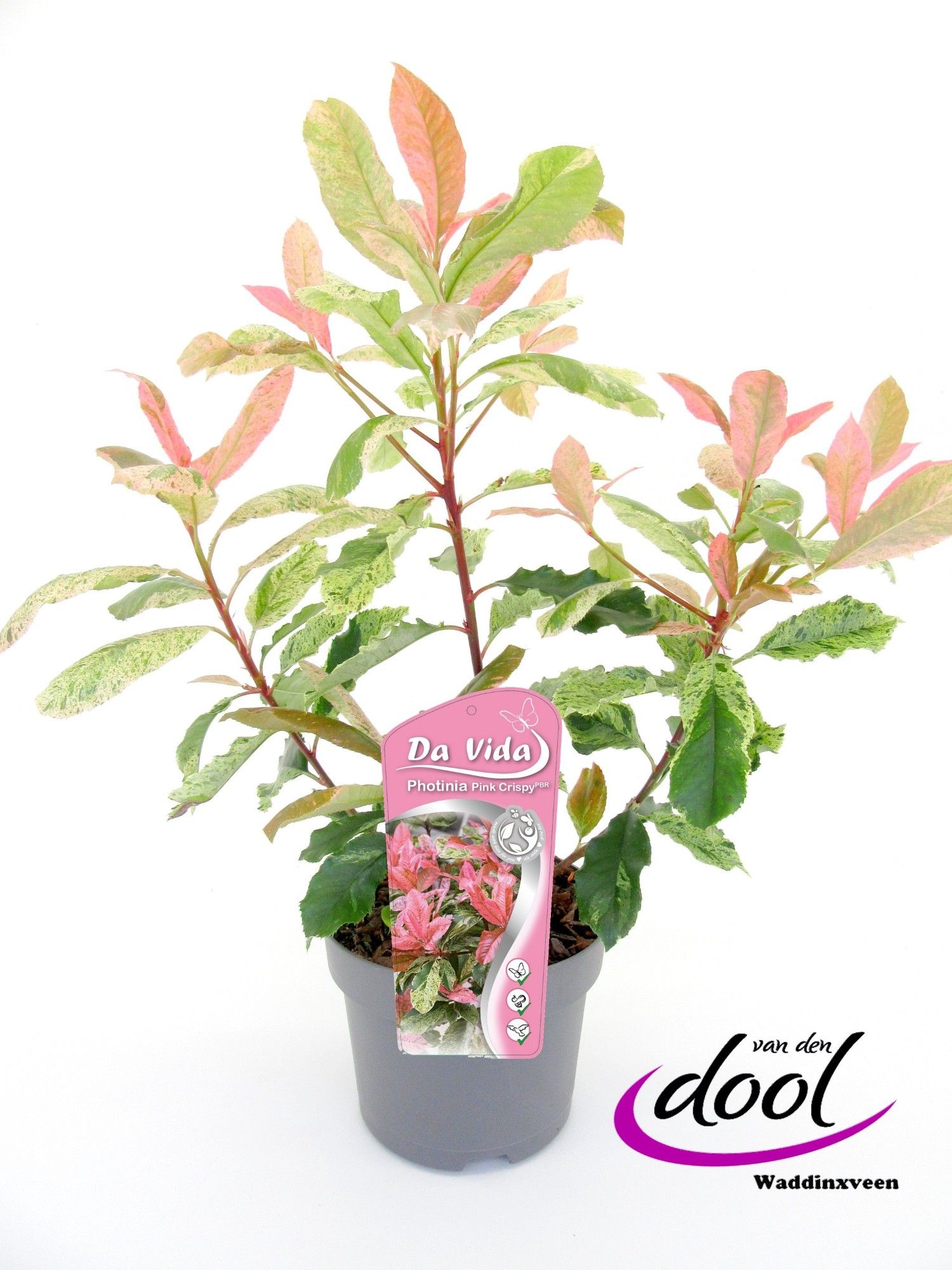 Photinia ser. Pink Crispy, D 19