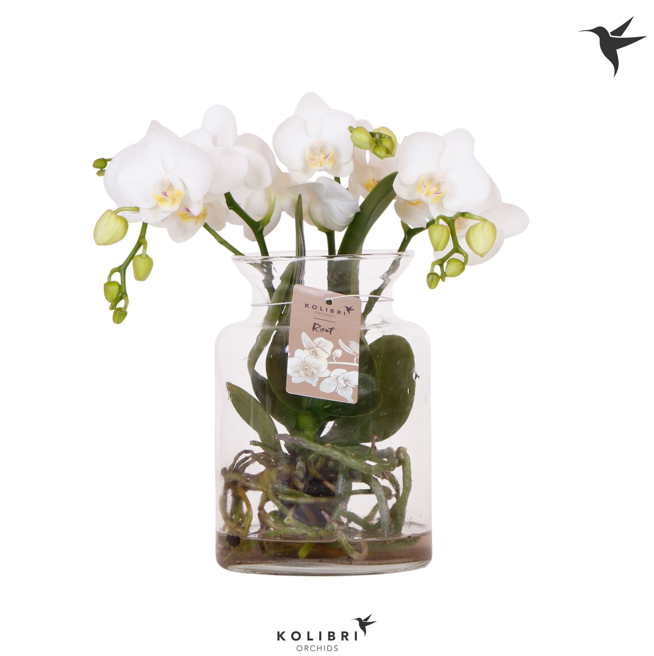 Kolibri Orchids Phalaenopsis Roots white in glas stolp transp., D 16