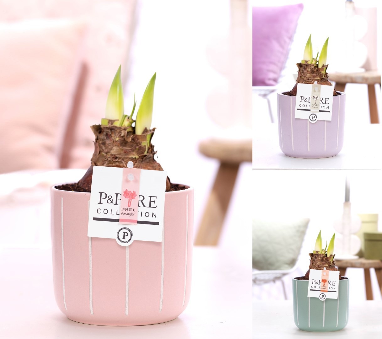 Hippeastrum mix in P&PURE Fleur ceramics ass.3, D 12