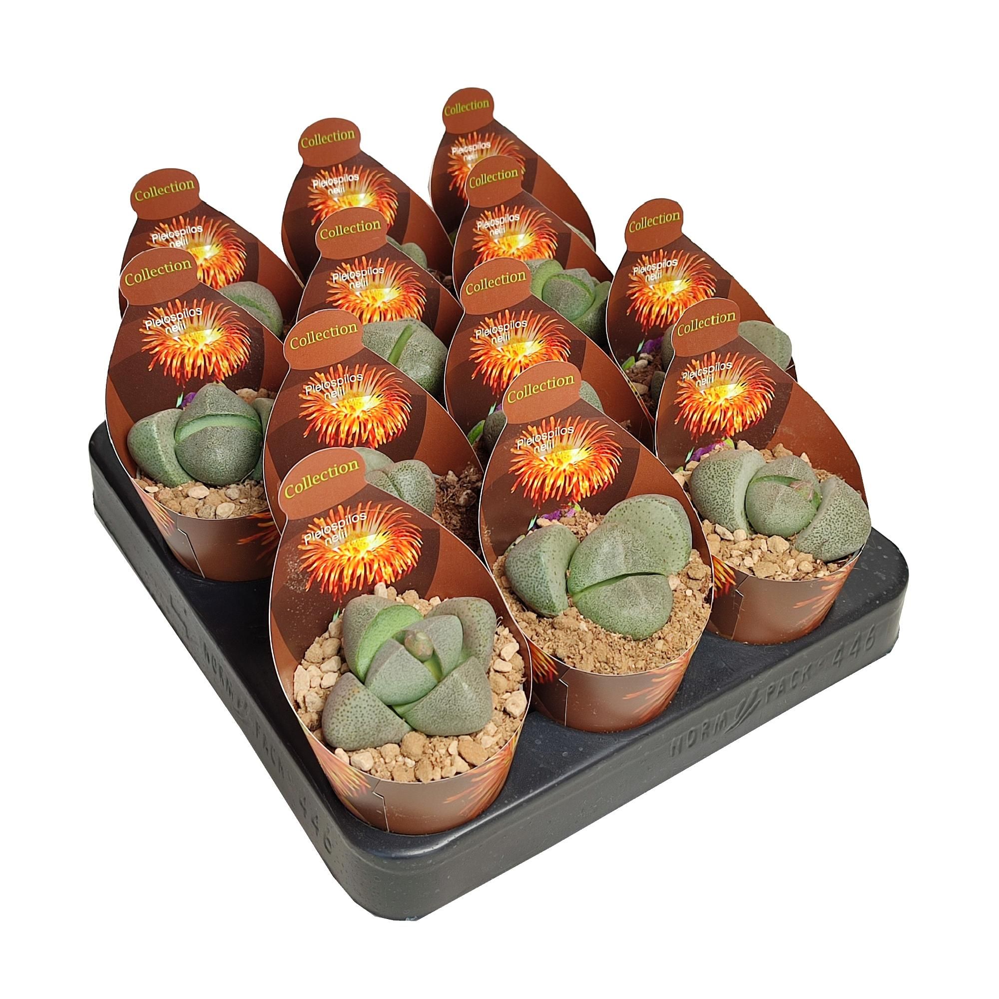 PLEIOSPILOS NELII - POT Ø 6,5 - COLLECTION WITH POTCOVER (SUCCULENTEN), D 6,5