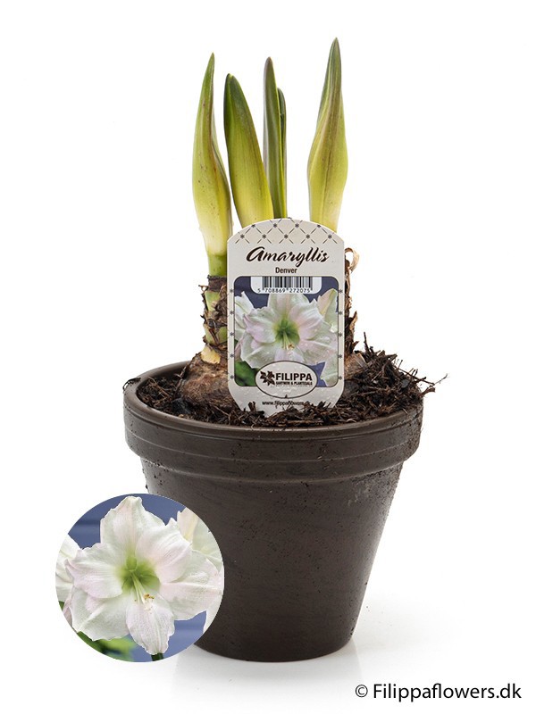 HIPPEASTRUM-HYBRID DENVER WHITE, D 15 cm