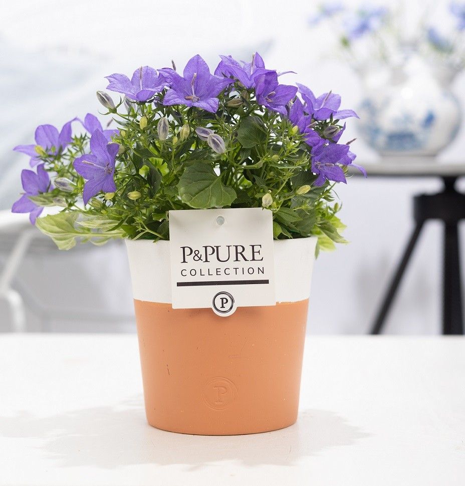 Campanula 'Napoli' Pure Terra Cotta, D 13