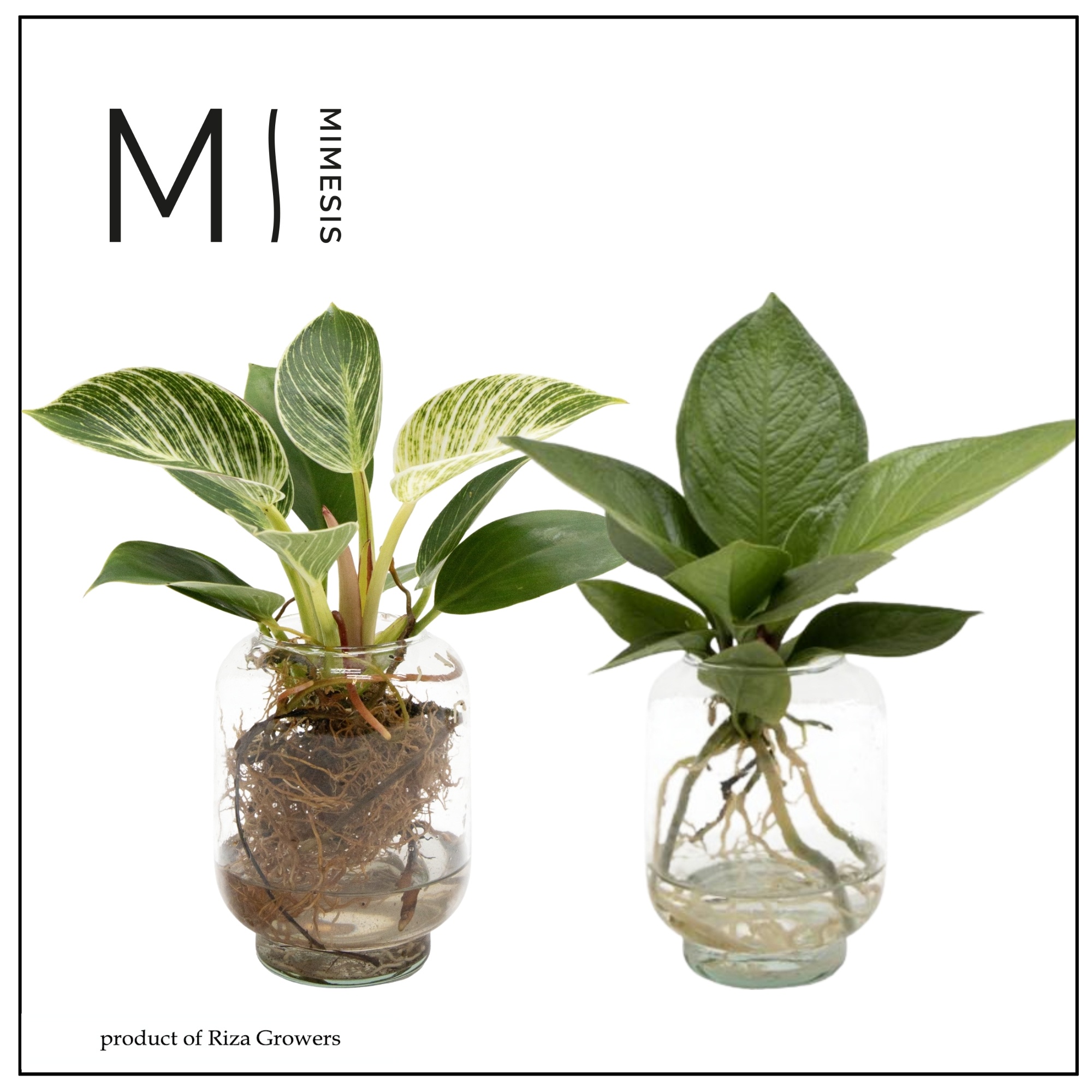 Mimesis KARMA Green Mix - Aqua of Karma Chicago S, D 10