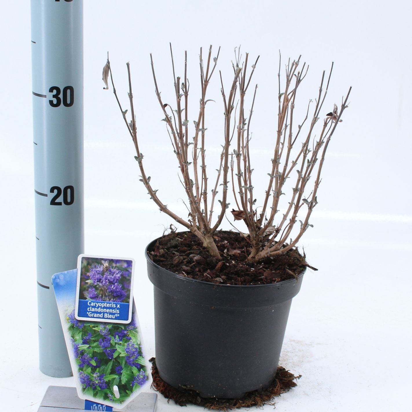 Caryopteris cland. Grand Bleu® ('Inoveris'PBR), D 17