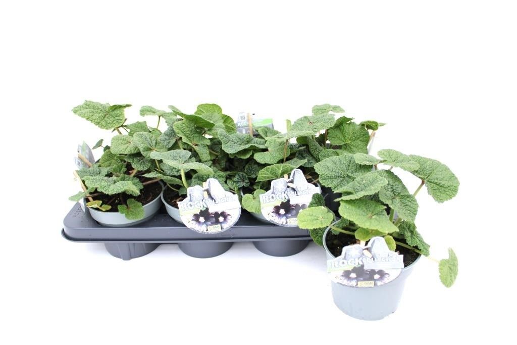 Althaea rosea, Rockcollection, mix, D 13