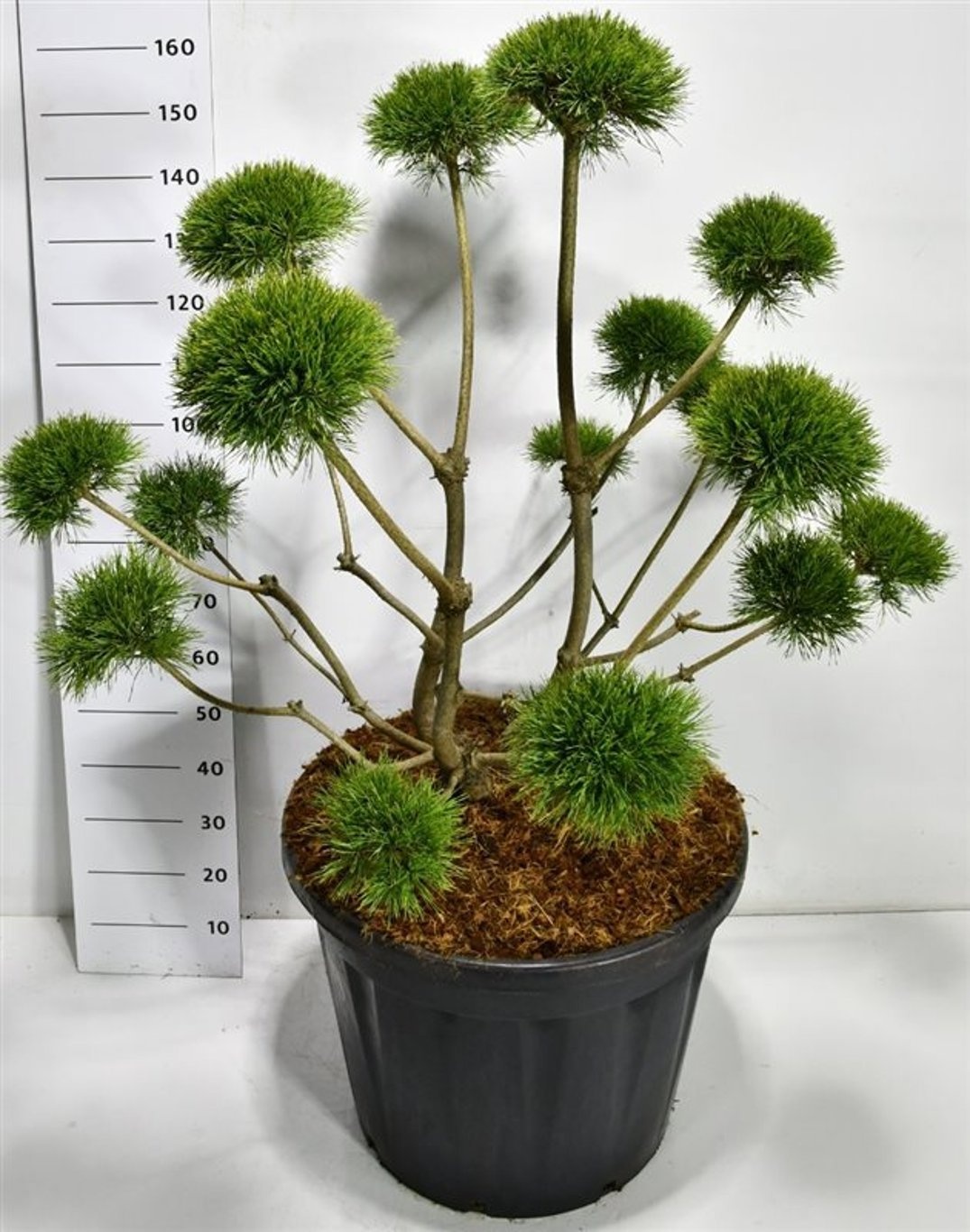 Pinus sylv. 'Norske Typ', D 65