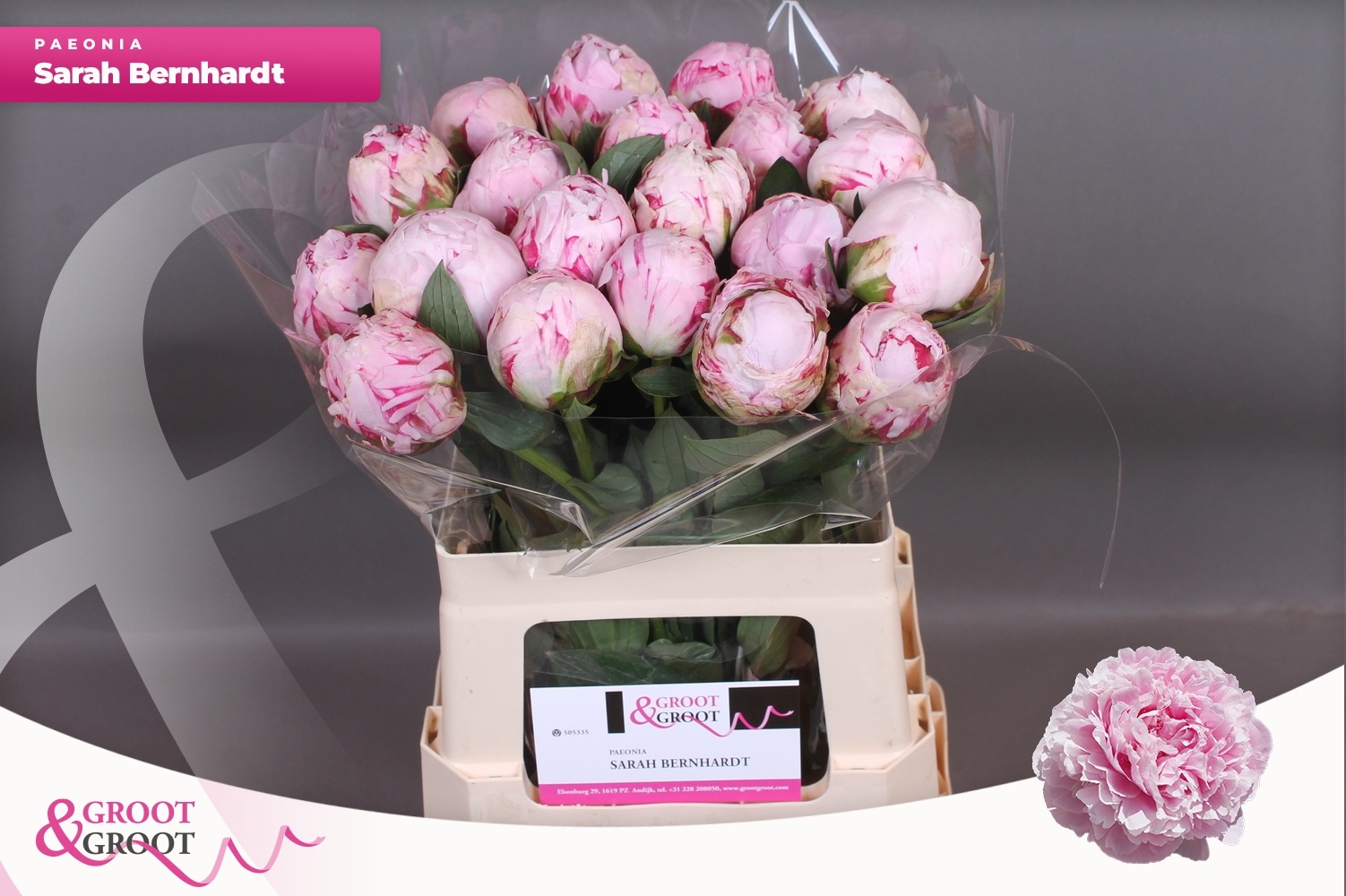 Пион Сара Бернар 60 (роз.), шт.