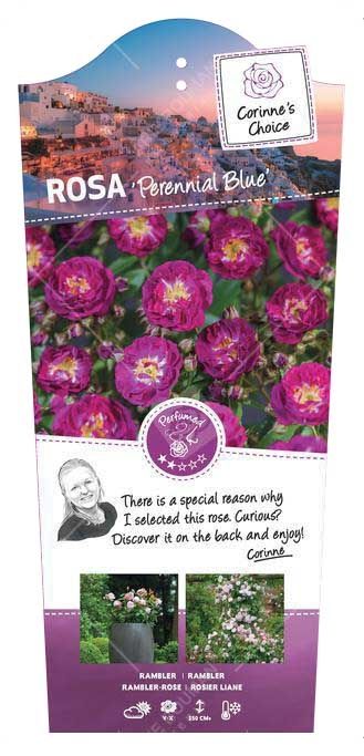 Rosa 'Perennial Blue' - Klim - VP5 - Rambler, D 23 cm
