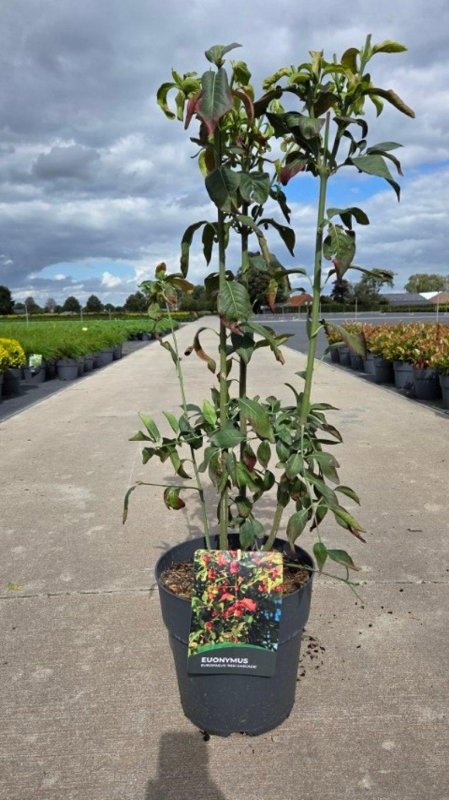 Euonymus europaeus 'Red Cascade', D 29