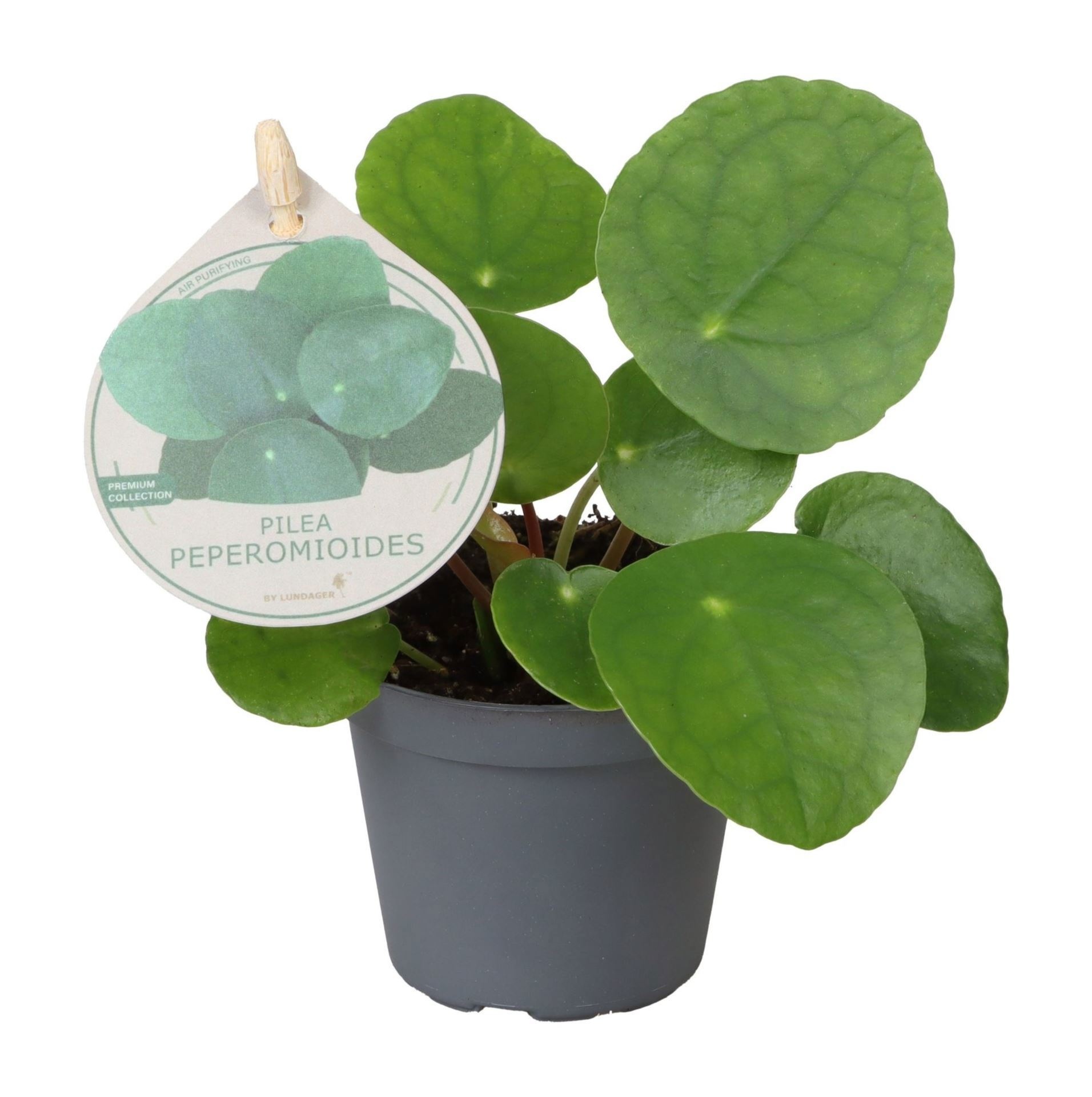 Pilea Peperomioides W. Label 6 cm, D 6