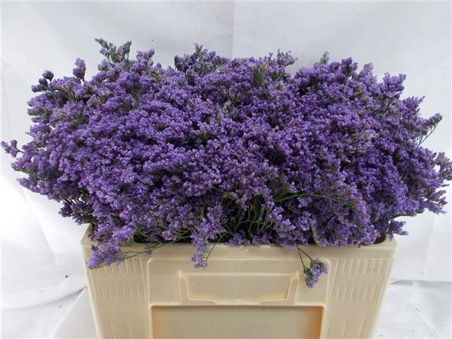 Лимониум Мейн Блю 60, шт.