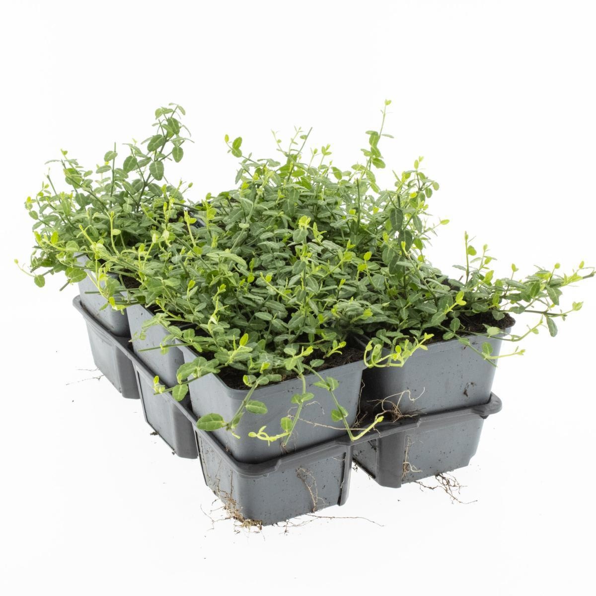 Euonymus fort. 'Minimus', met etiket, D 9