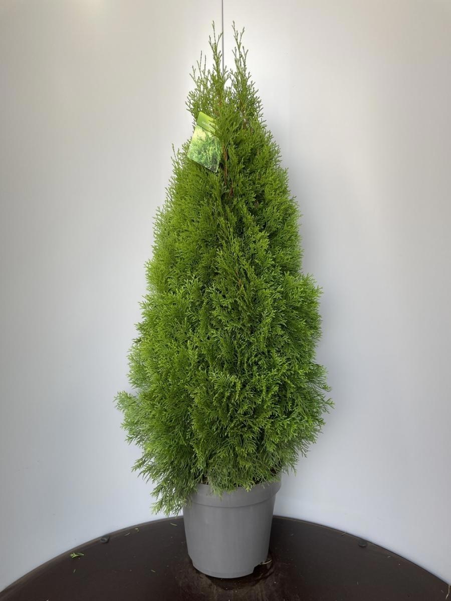 Thuja occ. 'Smaragd', D 32