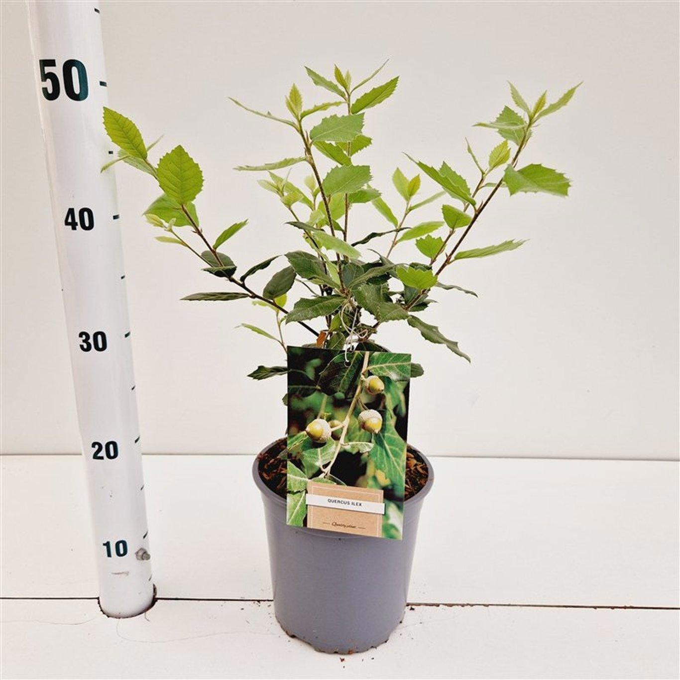 Quercus Ilex, D 19 cm