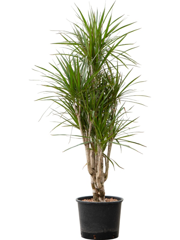 Dracaena marginata, D 28