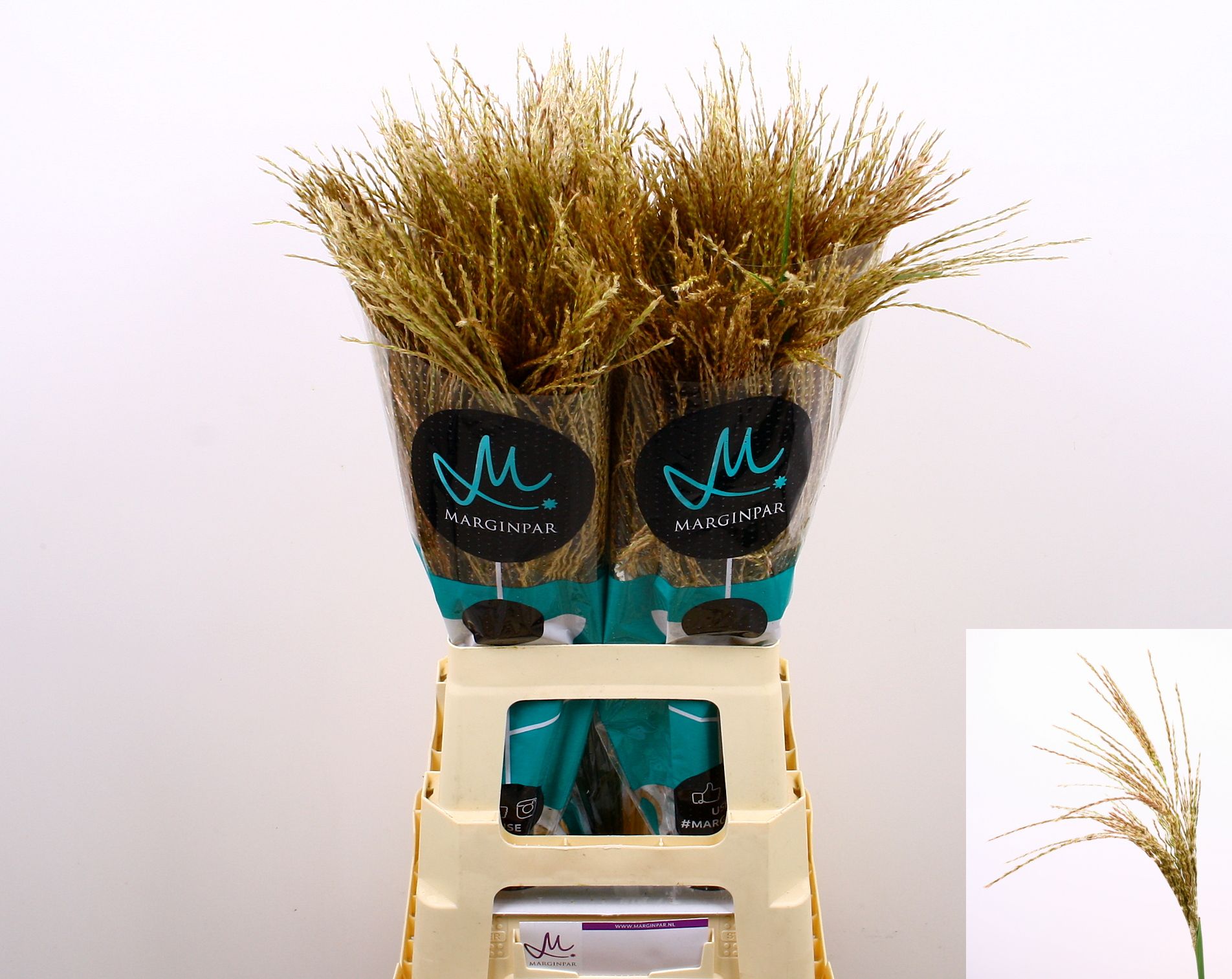 Мискантус Вайт Клауд 70, шт.