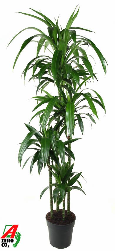 Dracaena Janet Craig 120-90-60-30, D 27