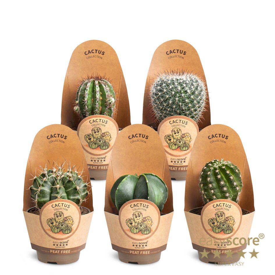 Cactus Collection, D 6
