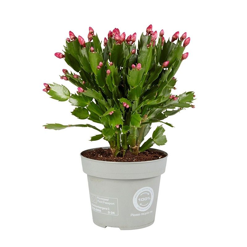 Schlumbergera Red Brazil, D 14 cm Schlumbergera Red Brazil, D 14 cm
