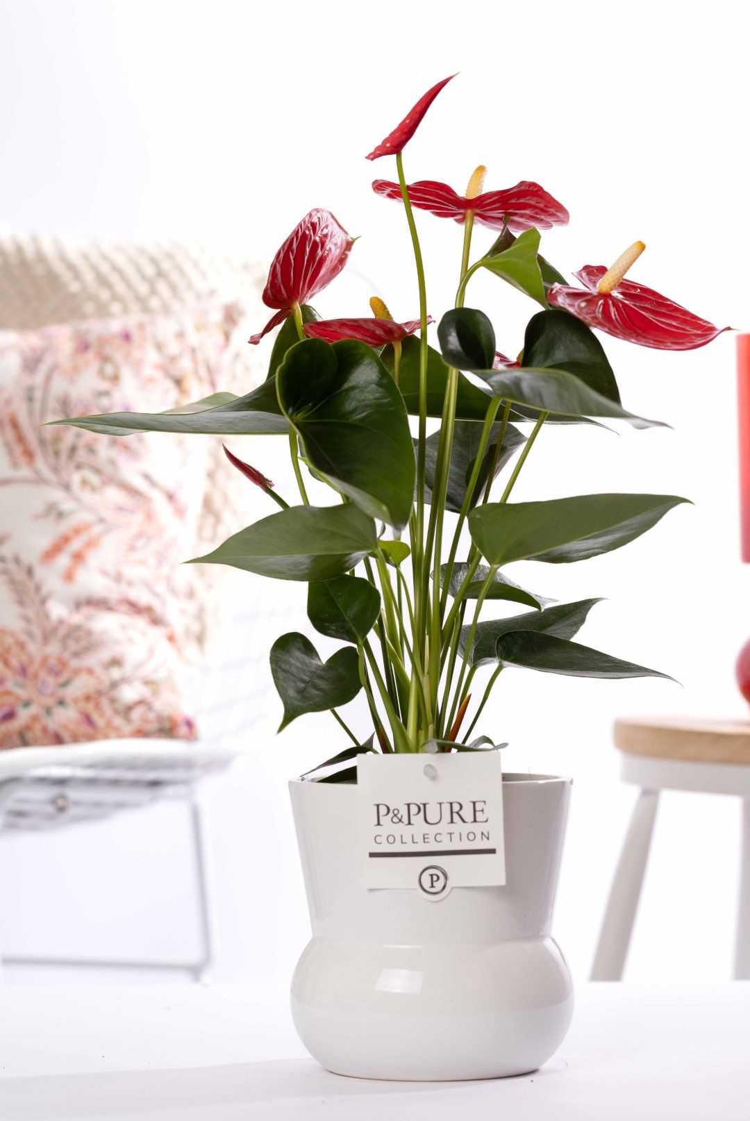 Anthurium red (Micra) in P&PURE Plant Vase Maxima white, D 12