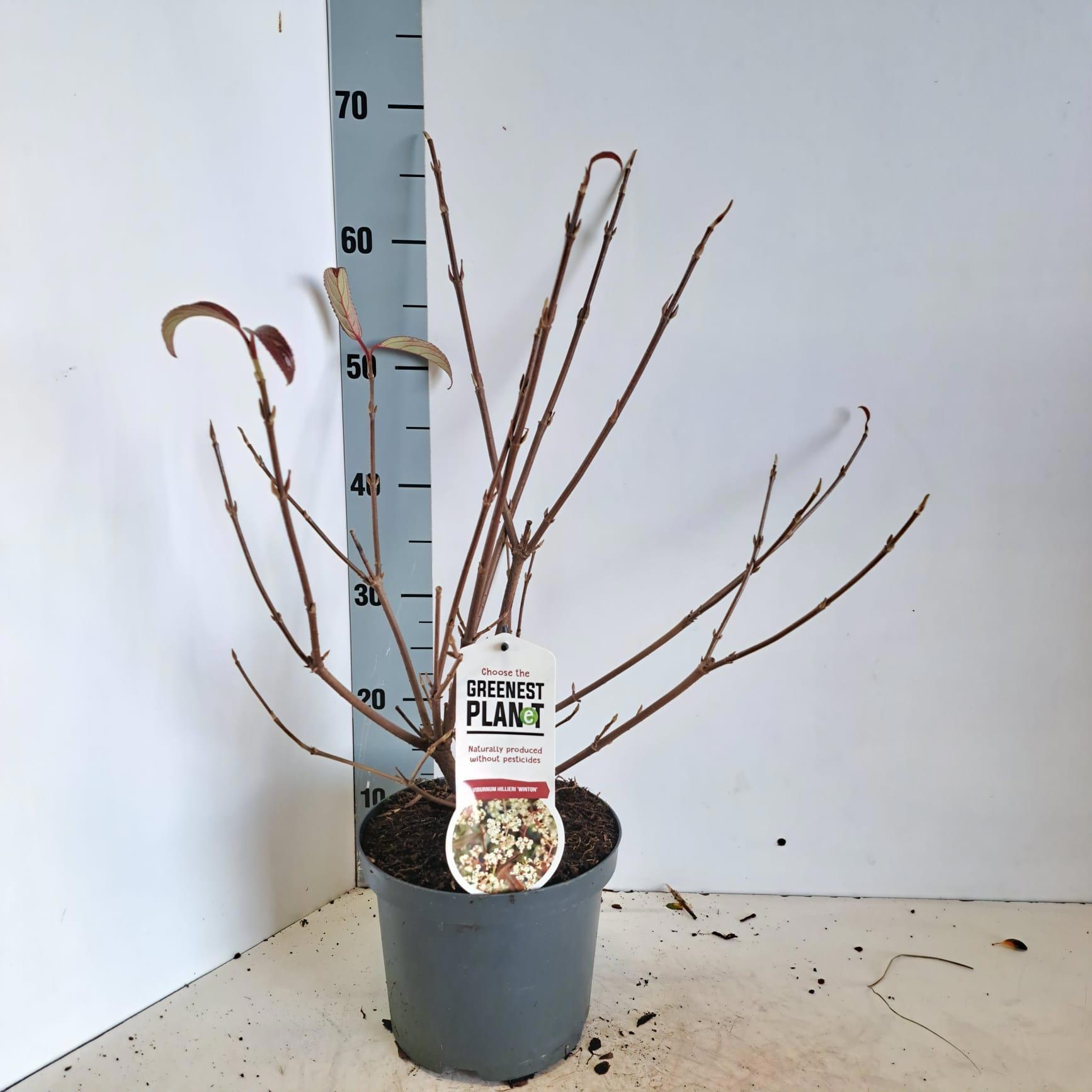 Viburnum hillieri 'Winton', D 19