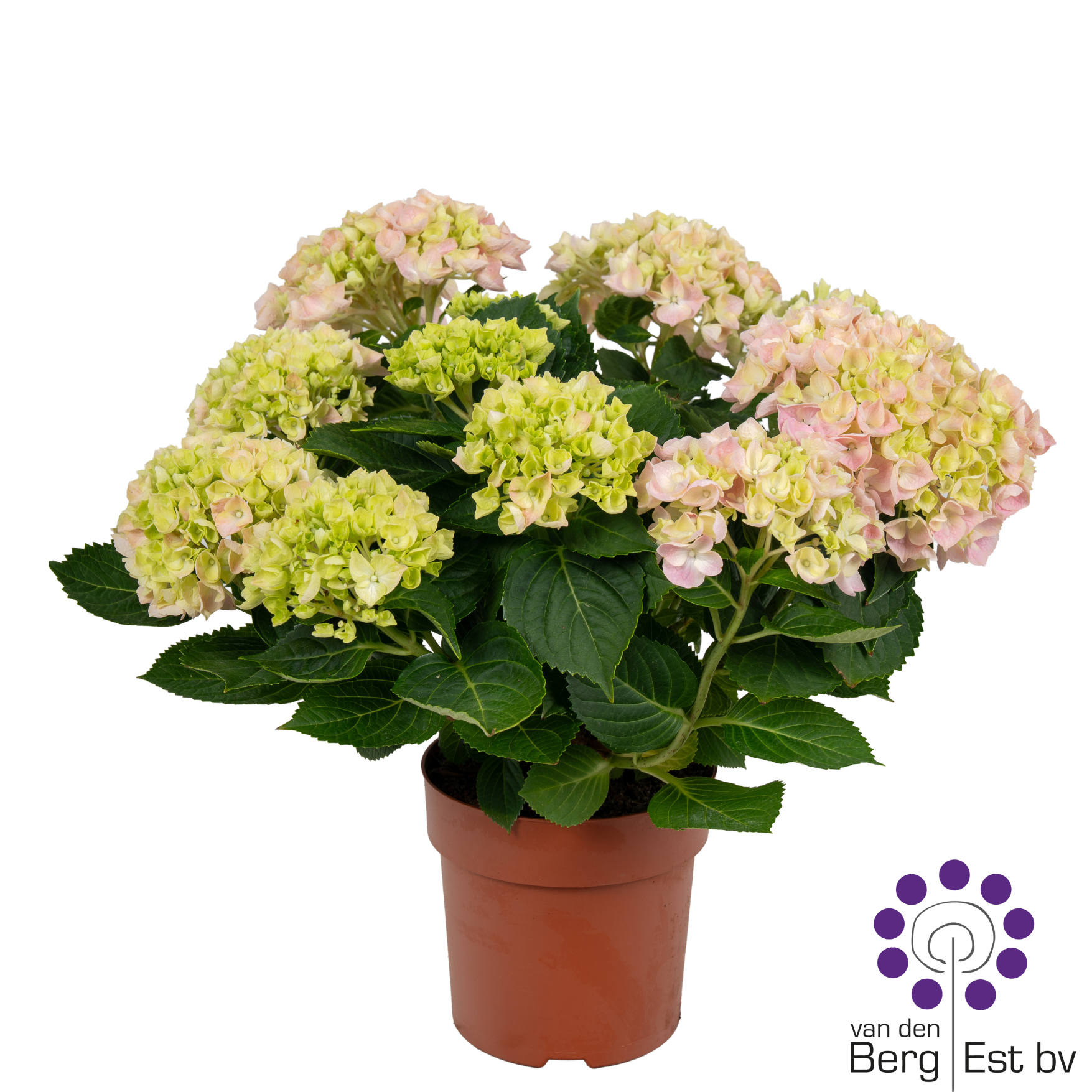 Hydrangea pink 9/10, D 14