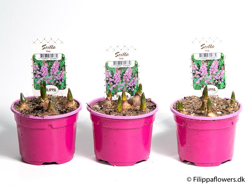 SCILLA SIBERICA, D 9