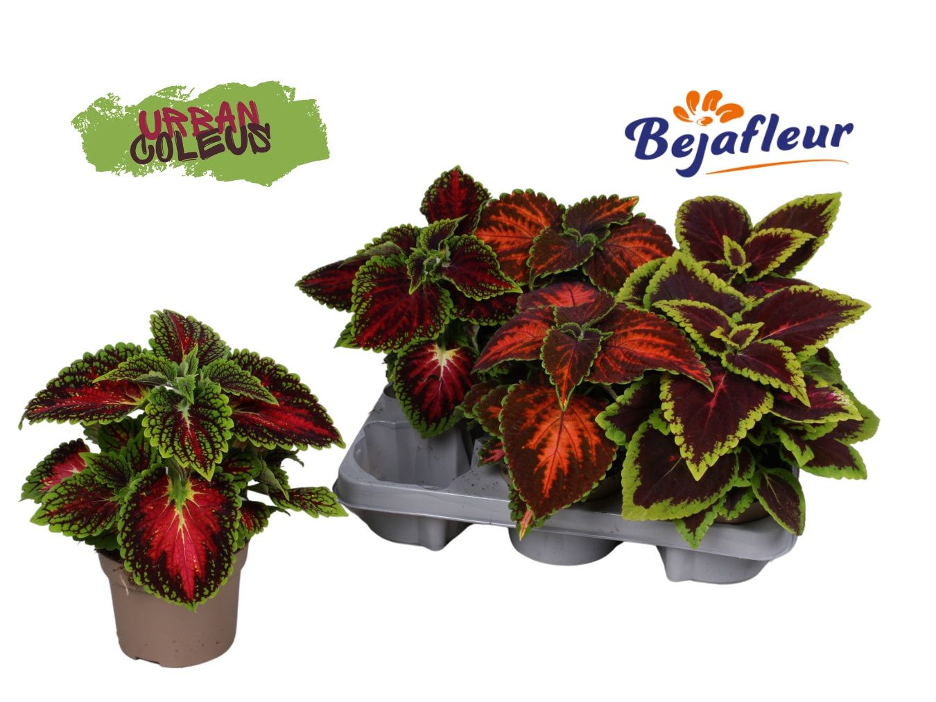 Coleus Urban Mix 12cm, D 12