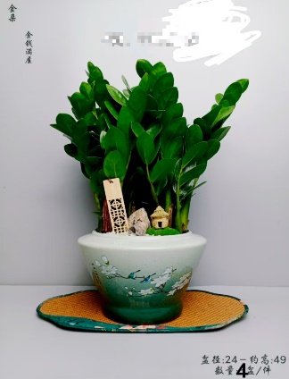 Замиокулькас А хаусе фулл оф мани 24方盆瓷盆 24 45