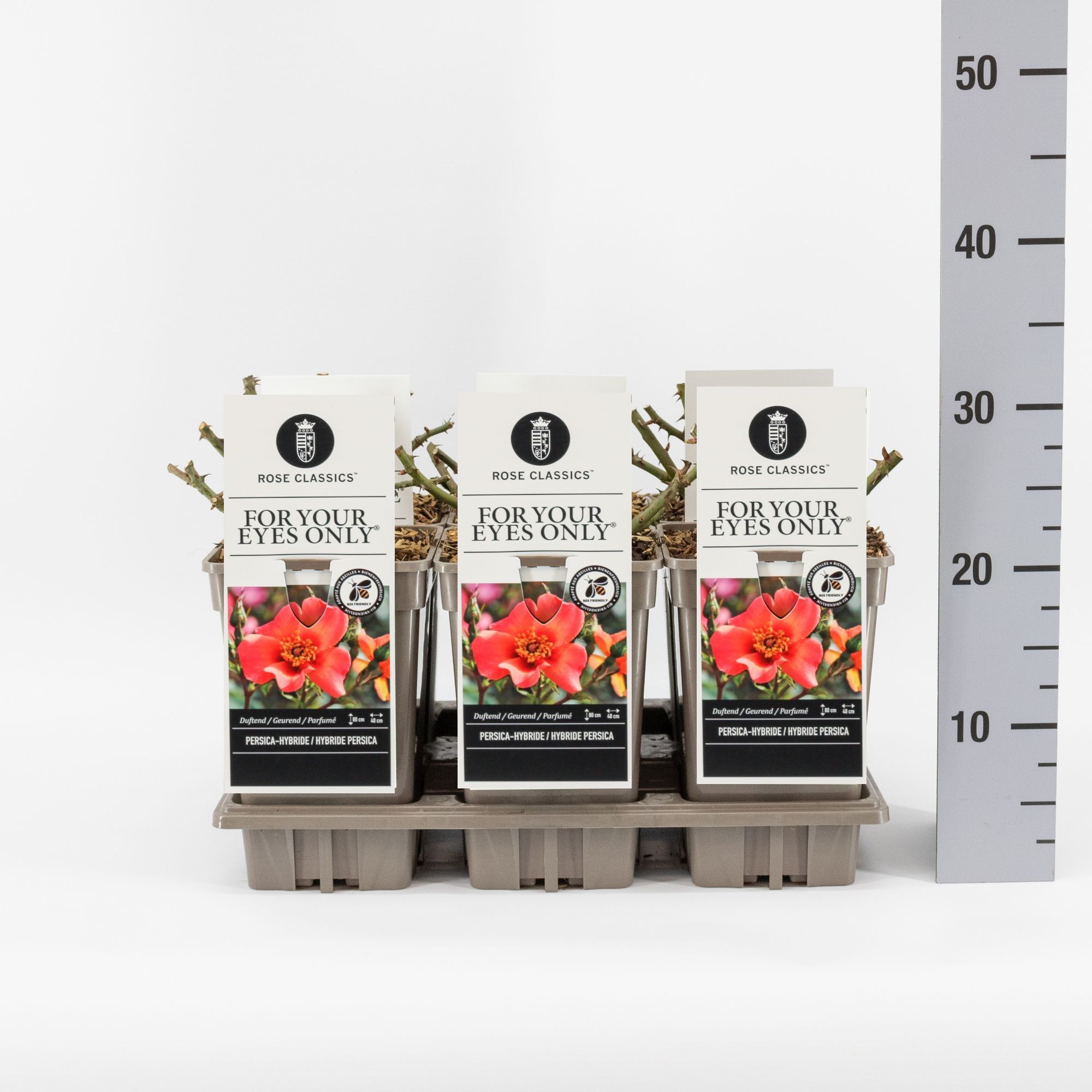 Rosa (Persica) For your eyes only ®, C3, D 17 cm